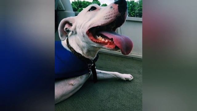 Cобаку должны были усыпить, но ветеринар не позволил этого сделать. смотреть онлайн