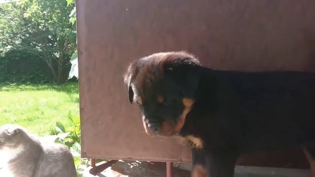 ИЗ АРХИВА ДЮШИ.ИЮЛЬ 2017.третий день смотреть онлайн