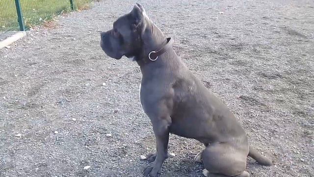 Пёс Тотоша и молоденькая кане корсо Найроби, а так же Вишенка, шоколадный лабрадор смотреть онлайн