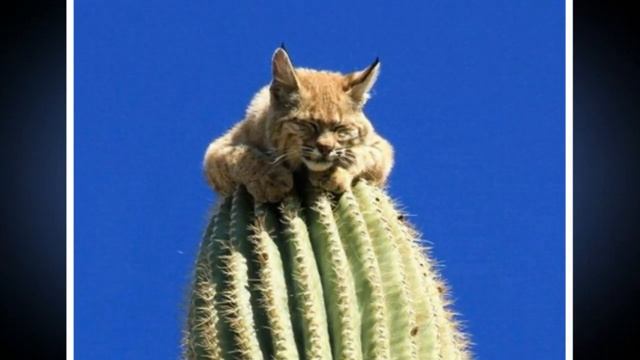 Отец семейства купил кактус, чтобы отучить кота залезать на стол. Но что то пошло не так! смотреть онлайн