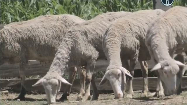 Планета собак 2011. Сербская низинная овчарка смотреть онлайн