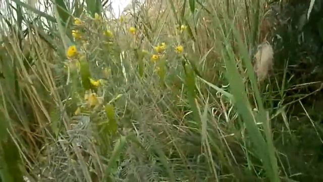 Cassia Artemisioides سنا ناعمة - سنا ريشية - كاسيا الفضية - Silver Cassia - Senna artemesioides смотреть онлайн
