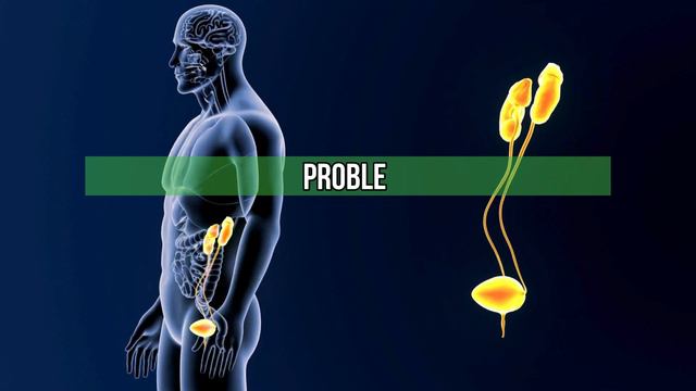 Riñones En Riesgo: Cómo Proteger Y Cuidar Este Importante Órgano #riñones