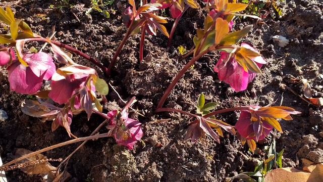 Дачники из Прибалтики. Калининградская область. смотреть онлайн