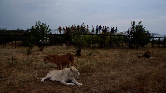 Общение Человека и львов-как это увидели фантасты России ! Тайган Крым смотреть онлайн