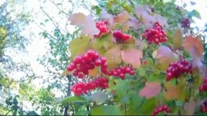 Людмила Зыкина Калинка