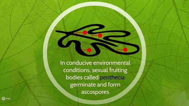 Disease Cycle of Didymella bryoniae - Gummy Stem Blight смотреть онлайн