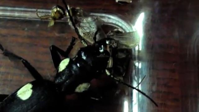 Гигантская жужелица и что осталось от таракана