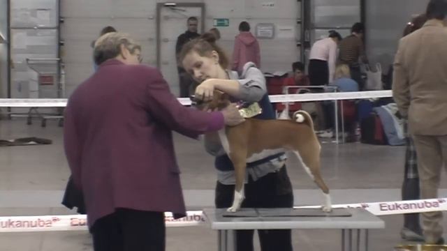 Basenji. International dog show CACIB-FCI, Russia-2012. смотреть онлайн