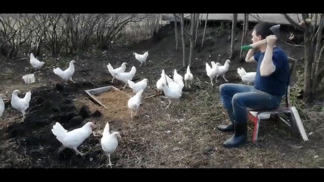 Куры Леггорн снесли много яиц, как заставить кур нестись. смотреть онлайн