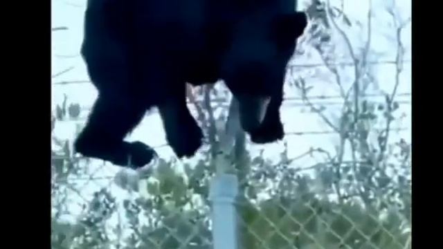 Медведь нарушает границу. смотреть онлайн