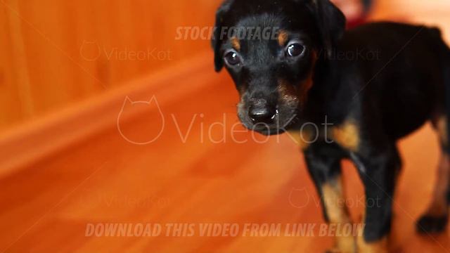 Little puppy is clumsy and wobbly. Cute little dog breed Doberman. смотреть онлайн