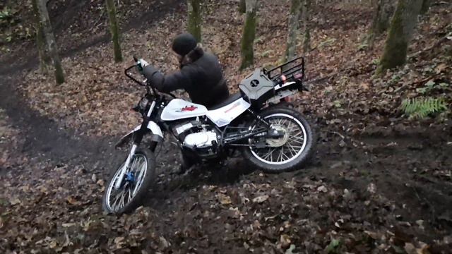 НОРТ ДИКАРЬ КУРВА! смотреть онлайн