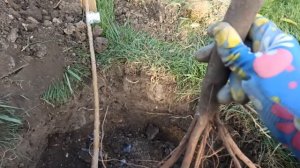 Посадка персика и абрикоса в средней полосе. В чём отличия?