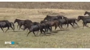 Карачаевская порода лошадей Къ