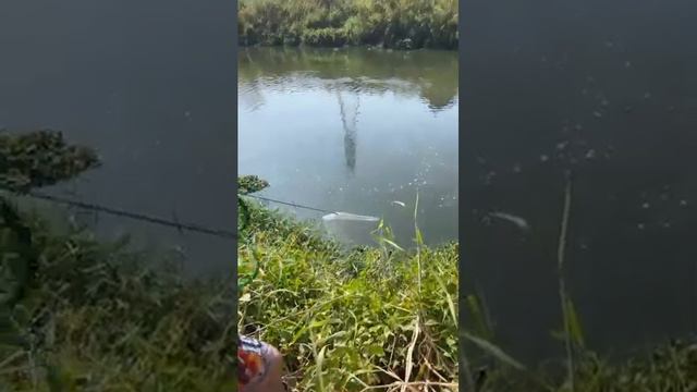 Unbelievable fishes|Amazing cast net fishing|fishermen catching fish by Net смотреть онлайн