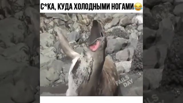 , самые крутые видео про моржа и пингвина смотреть онлайн