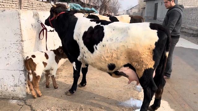 ENA BOLA KATTA SIGRLAR SOTILADI.905833031 Dastafka hizmati bor. смотреть онлайн