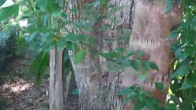 Cinnamomum camphora Camphor Tree смотреть онлайн