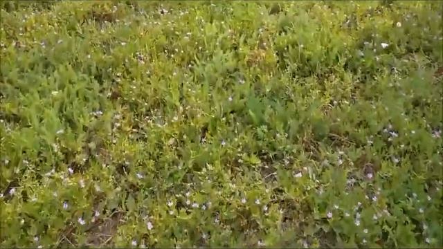 Луговой газон-2. Вид в июле. Лужайка вместо газона - как это выглядит на самом деле (без прикрас) смотреть онлайн