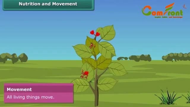 Charesteristics of Living Organisms (Science) II Class 6 II English #cartoon #education #comfront смотреть онлайн
