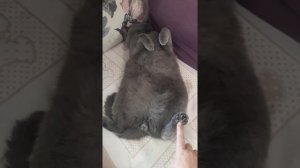 Коту  нравится ЩЕКОТКА ПЯТОЧЕК / Большой смешной шотландский котик / КОШКИН ДОМ
