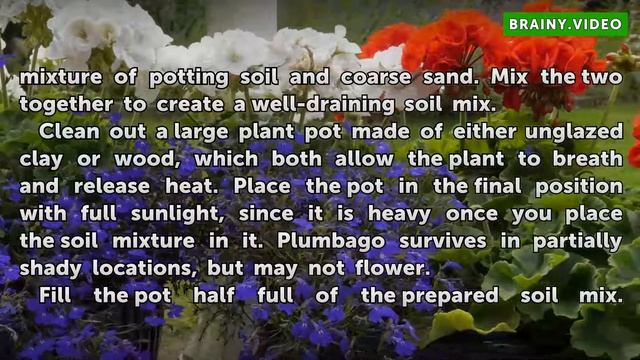 How to Grow Plumbago in Pots смотреть онлайн