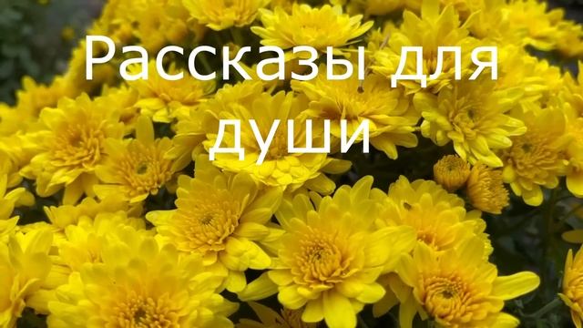 ?На моей свадьбе произошло такое, что гости не забудут никогда... смотреть онлайн