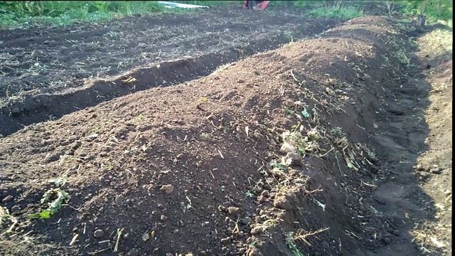 БАТАТ ВЫРАЩИВАНИЕ. Посадка рассады батата в открытый грунт в Башкирии (в гребни) ч.3 смотреть онлайн