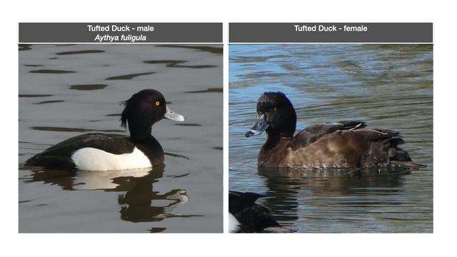 The Casual Birder смотреть онлайн