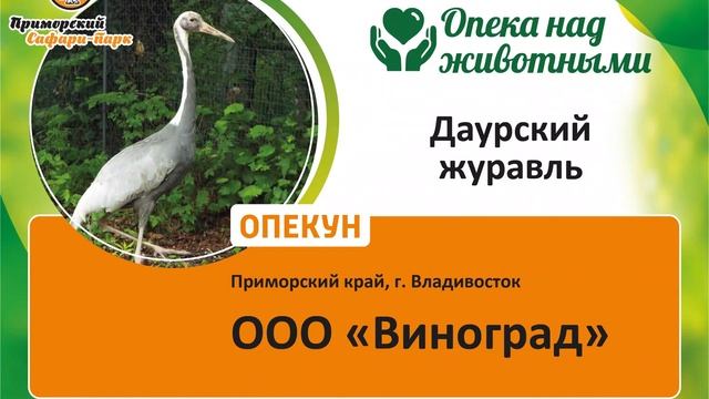 ТИГР АМУР НАШЁЛ ОПЕКУНОВ ДЛЯ СЕБЯ И ДЛЯ ЖИВОТНЫХ ПРИМОРСКОГО САФАРИ-ПАРКА смотреть онлайн