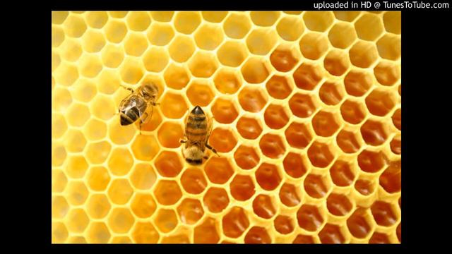 Dxxxa D - Pinaattii ja Hunajaa смотреть онлайн