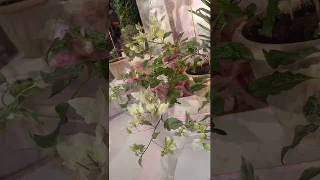 Бугенвиллия Ratana Rainbow⭐️ Мой инстаграм: Bougainvillea_world смотреть онлайн