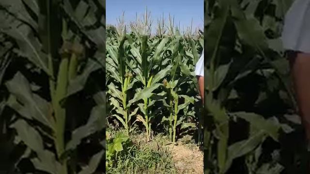 Кукуруза "Ладожский 292" смотреть онлайн