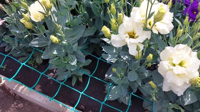 Обзор огородика в августе. смотреть онлайн