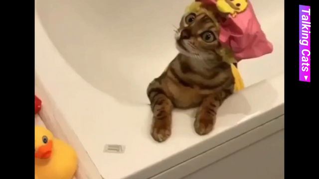 Cute Cats Talking Cats 😹 смотреть онлайн