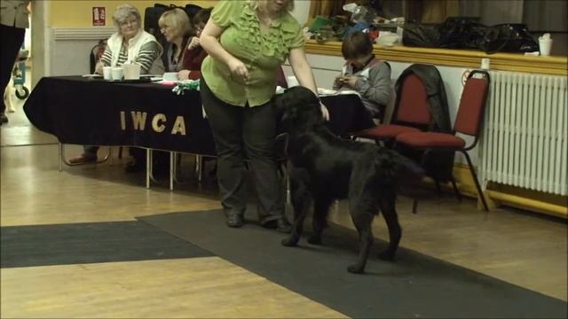 Puppy Match Of The Year смотреть онлайн