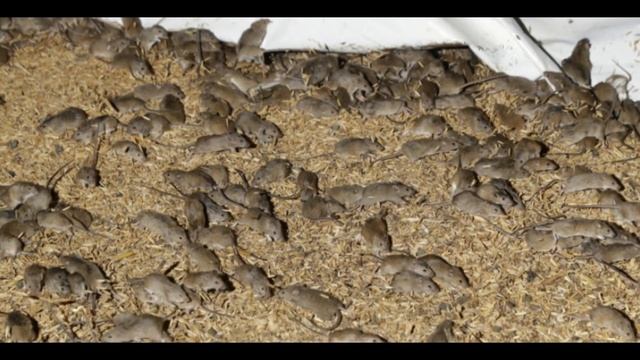Australia: Farmers Burning Their Crops To Slow Down The Mice Plague смотреть онлайн