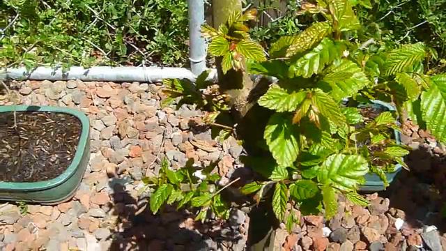 Bonsai Fig Tree Orchids Garden Tour part 2 смотреть онлайн