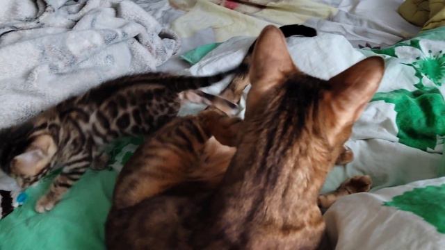 Наша бенгальская семья. Котятам один месяц.