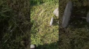 Ставим бензиновый триммер на колеса!