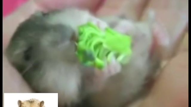 Прикольные сюжеты из жизни хомяков смотреть онлайн
