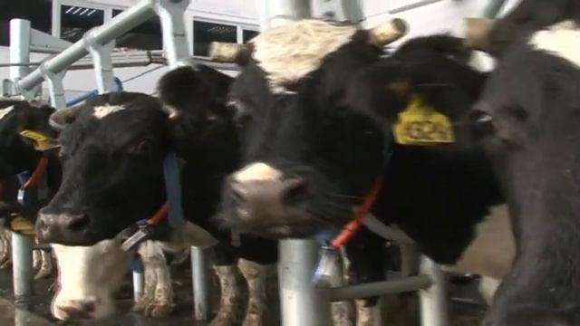 Сегодня на Алтае отмечают День работников сельского хозяйства смотреть онлайн