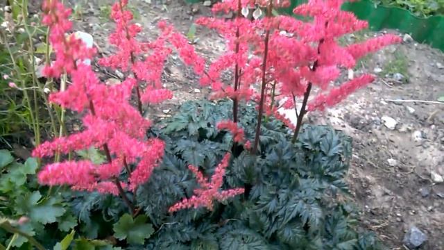 Астильба Moulin Rouge смотреть онлайн