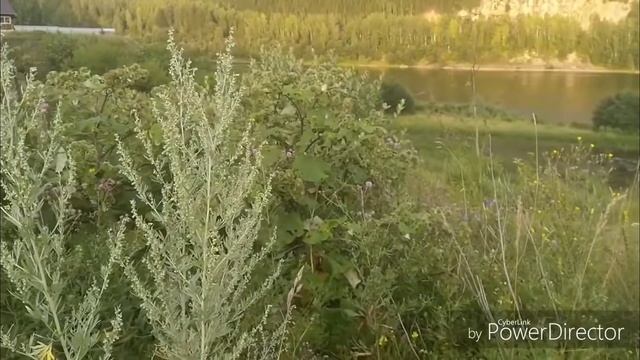 Сбор полыни 4 августа 2020 г. смотреть онлайн