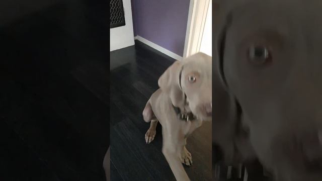 #Wuff #Layla #Welpe #Weimaraner #welpen смотреть онлайн