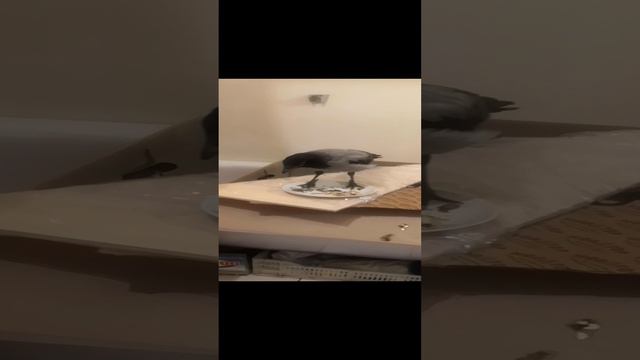 Про ворону Карлушку невроз и другие радости