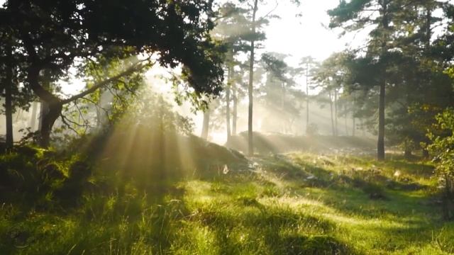 Gentle music, calms the nervous system and pleases the soul - healing music for the heart смотреть онлайн