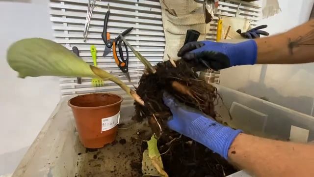 Спасаем калатею!