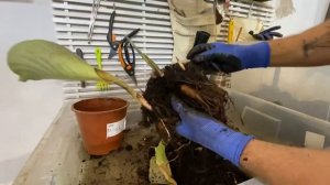 Спасаем калатею!